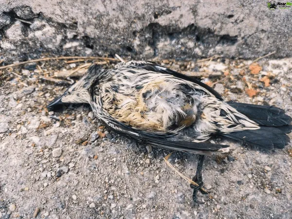 Bird Removal